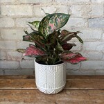 Aglaonema Red Valentine 5"