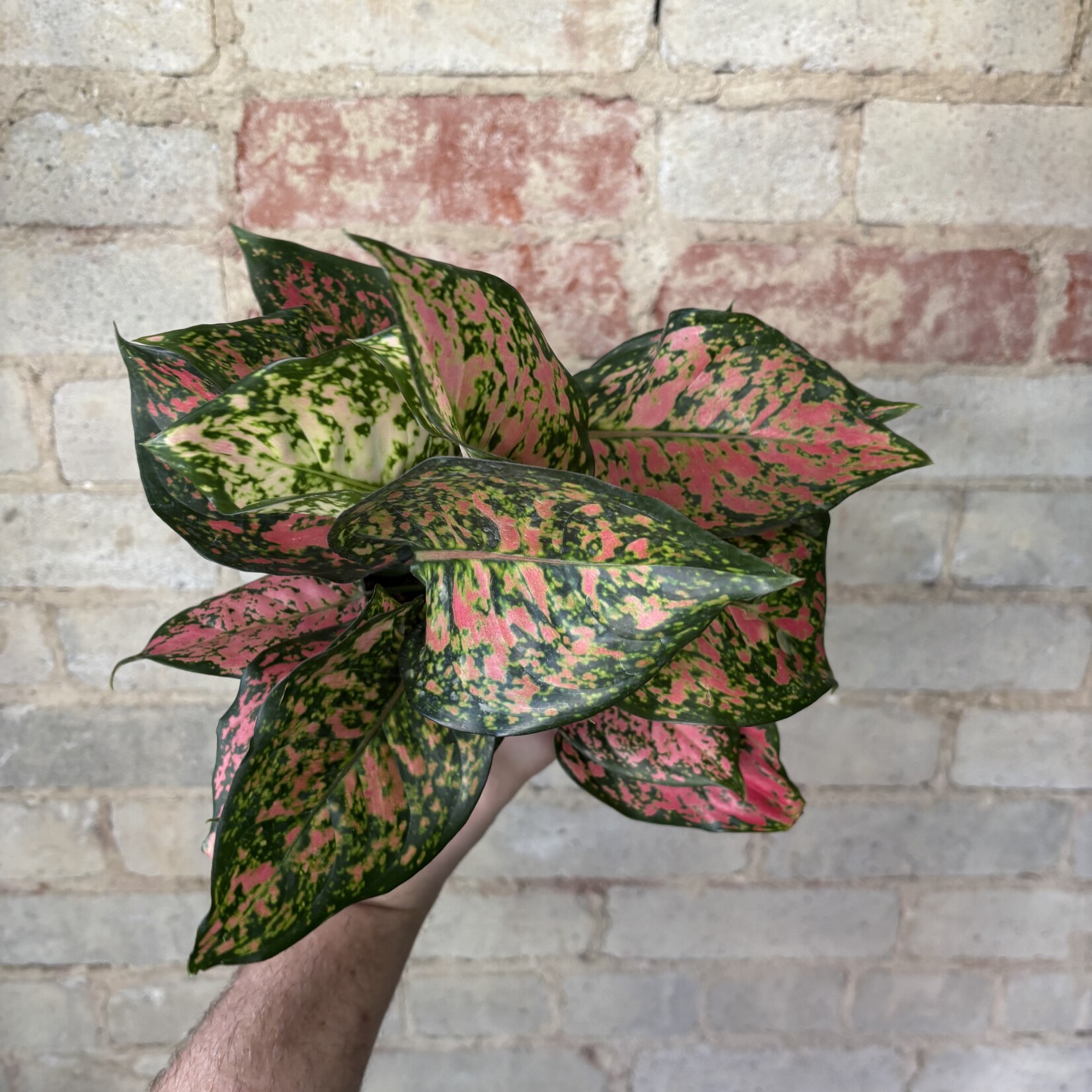 Aglaonema Red Valentine 5"