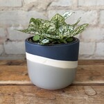 Polka Dot Plant White 3.5"