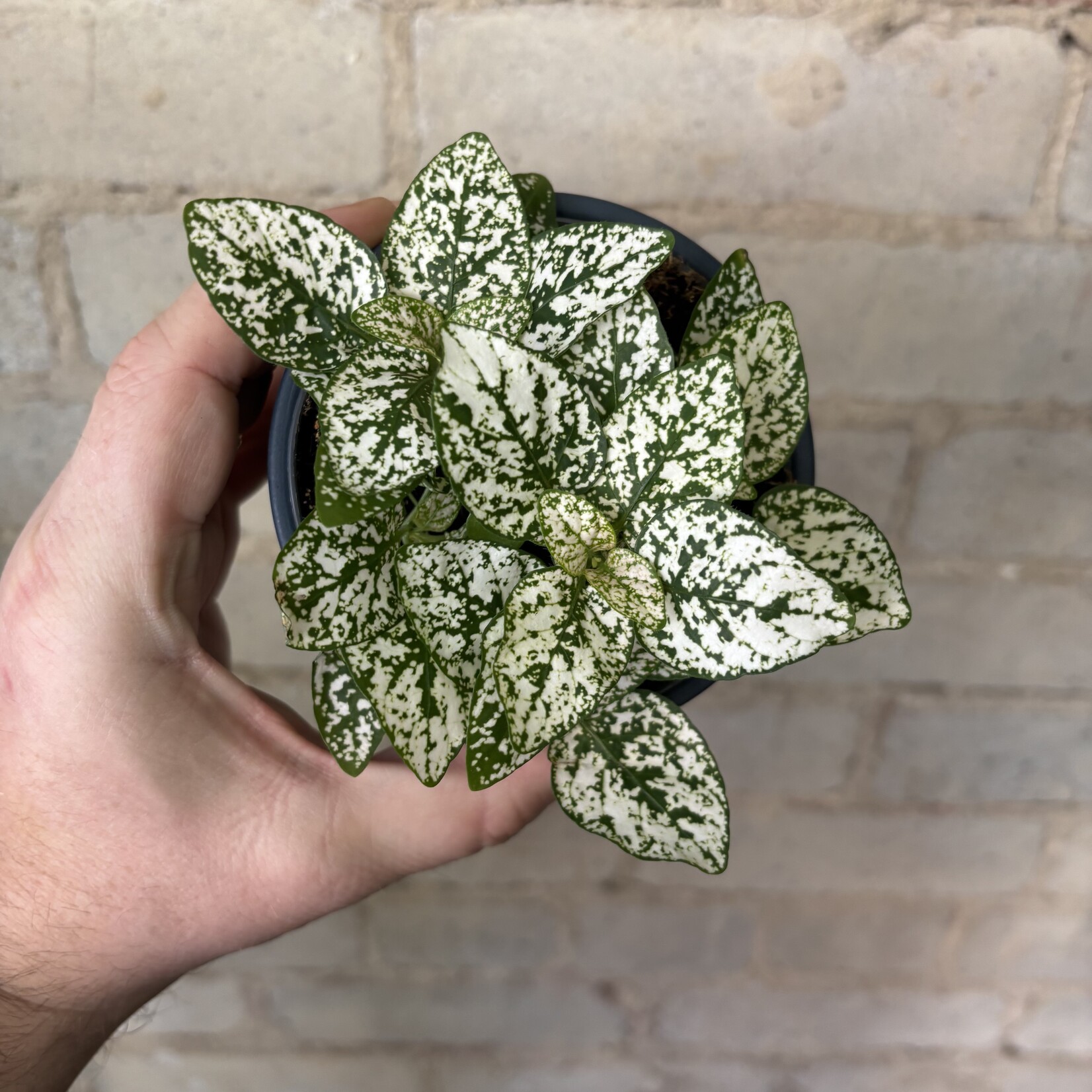 Polka Dot Plant White 3.5"