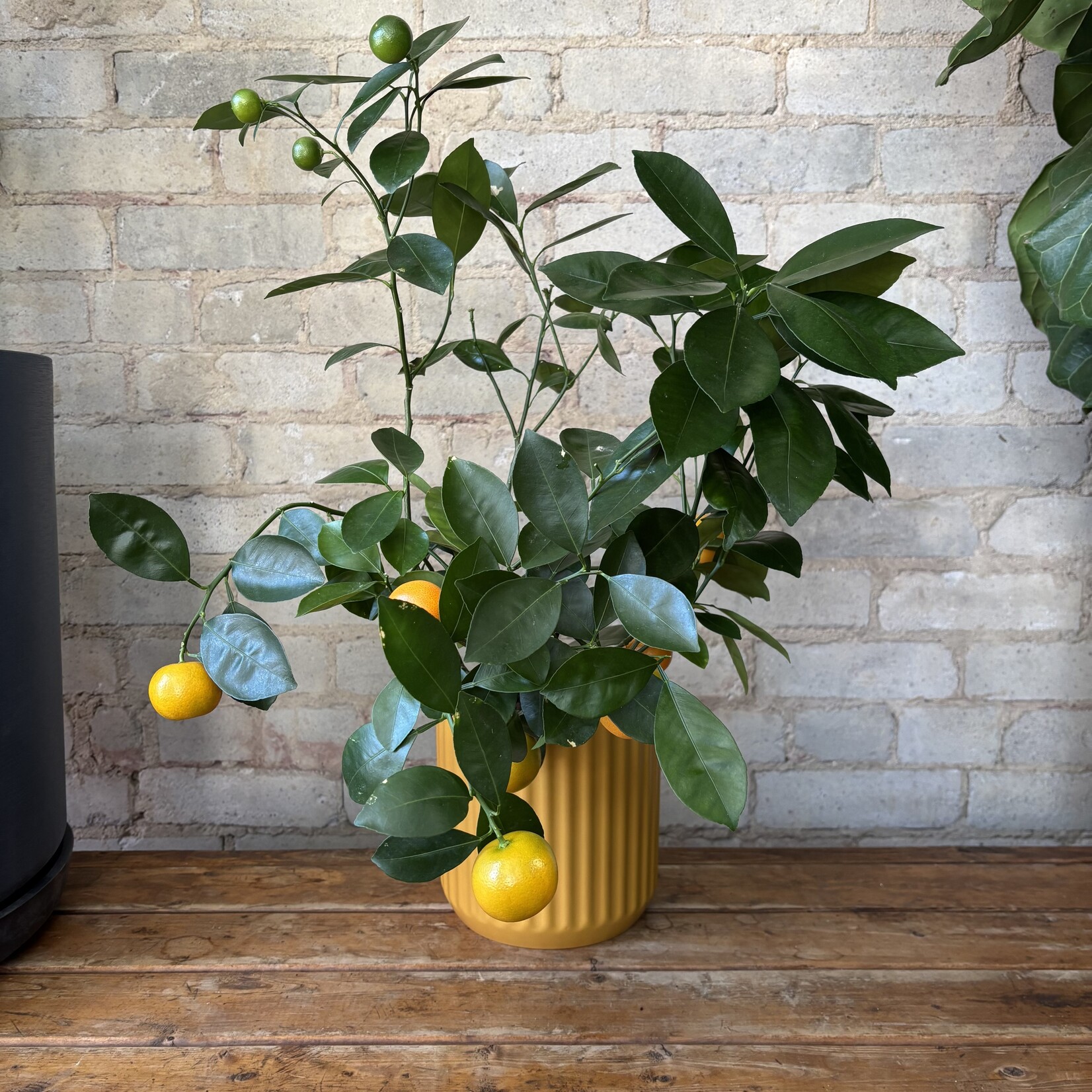 Calamondin Orange 7"