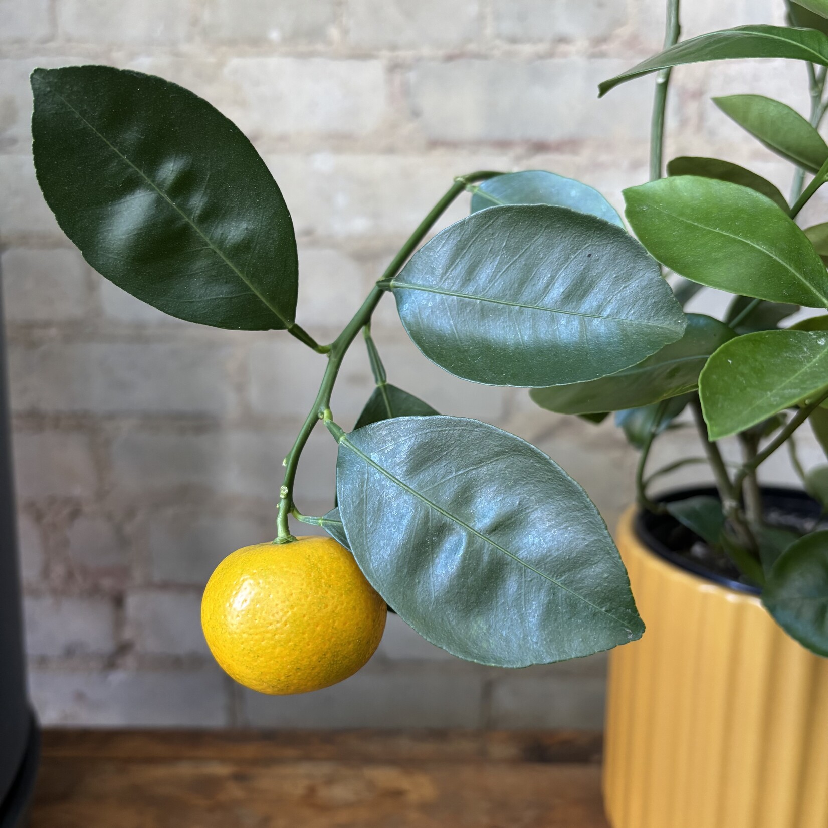 Calamondin Orange 7"