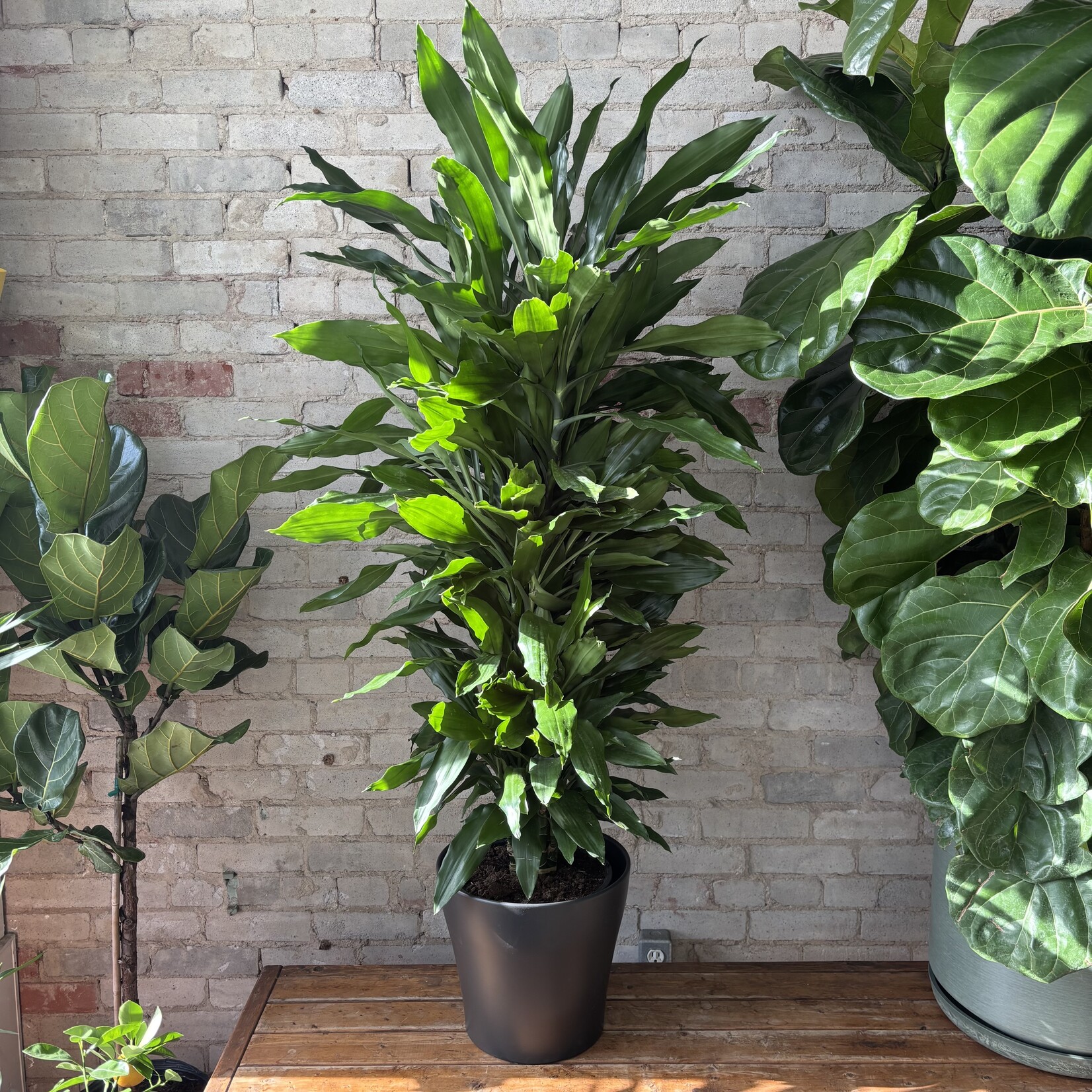 Dracaena Janet Lind 10"