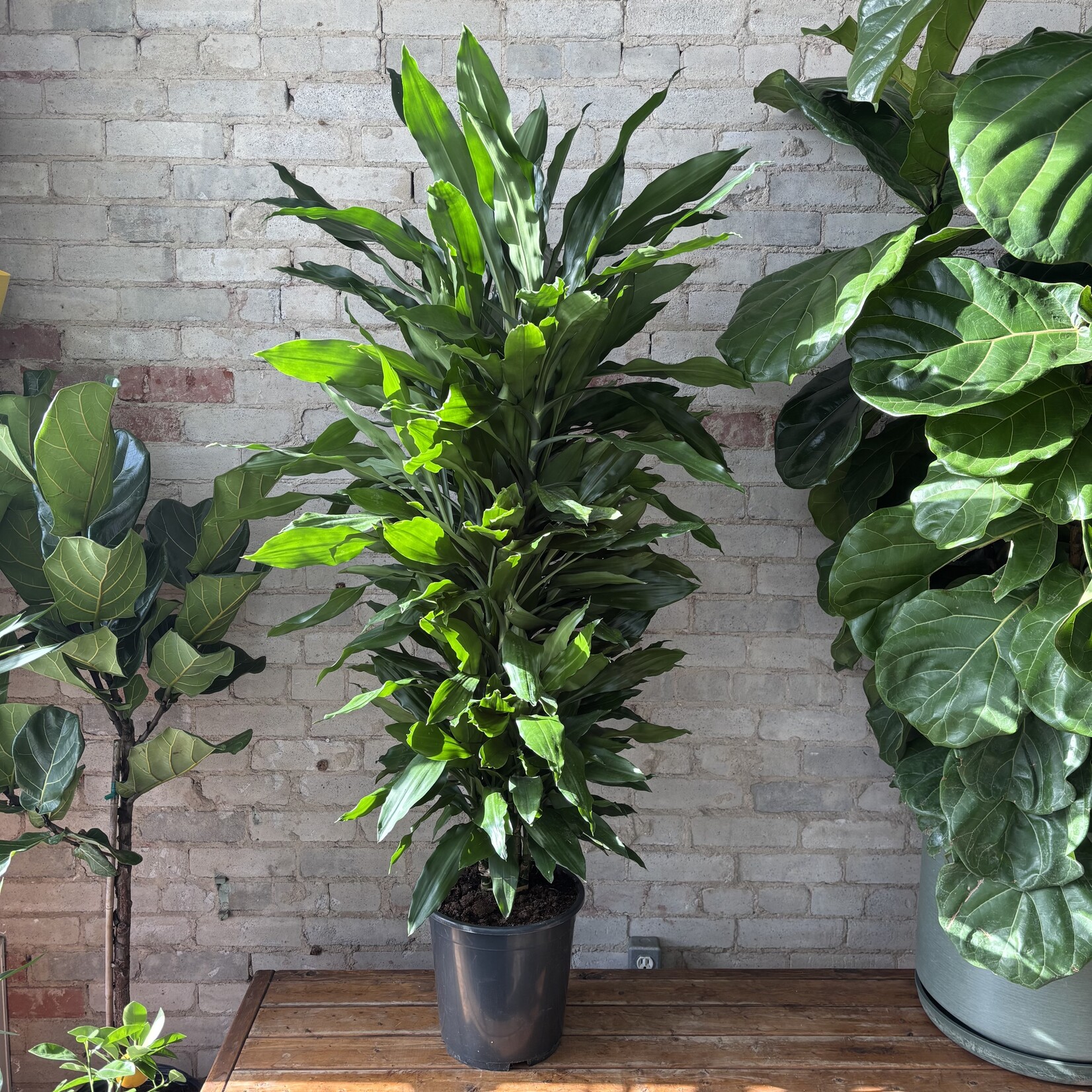 Dracaena Janet Lind 10"