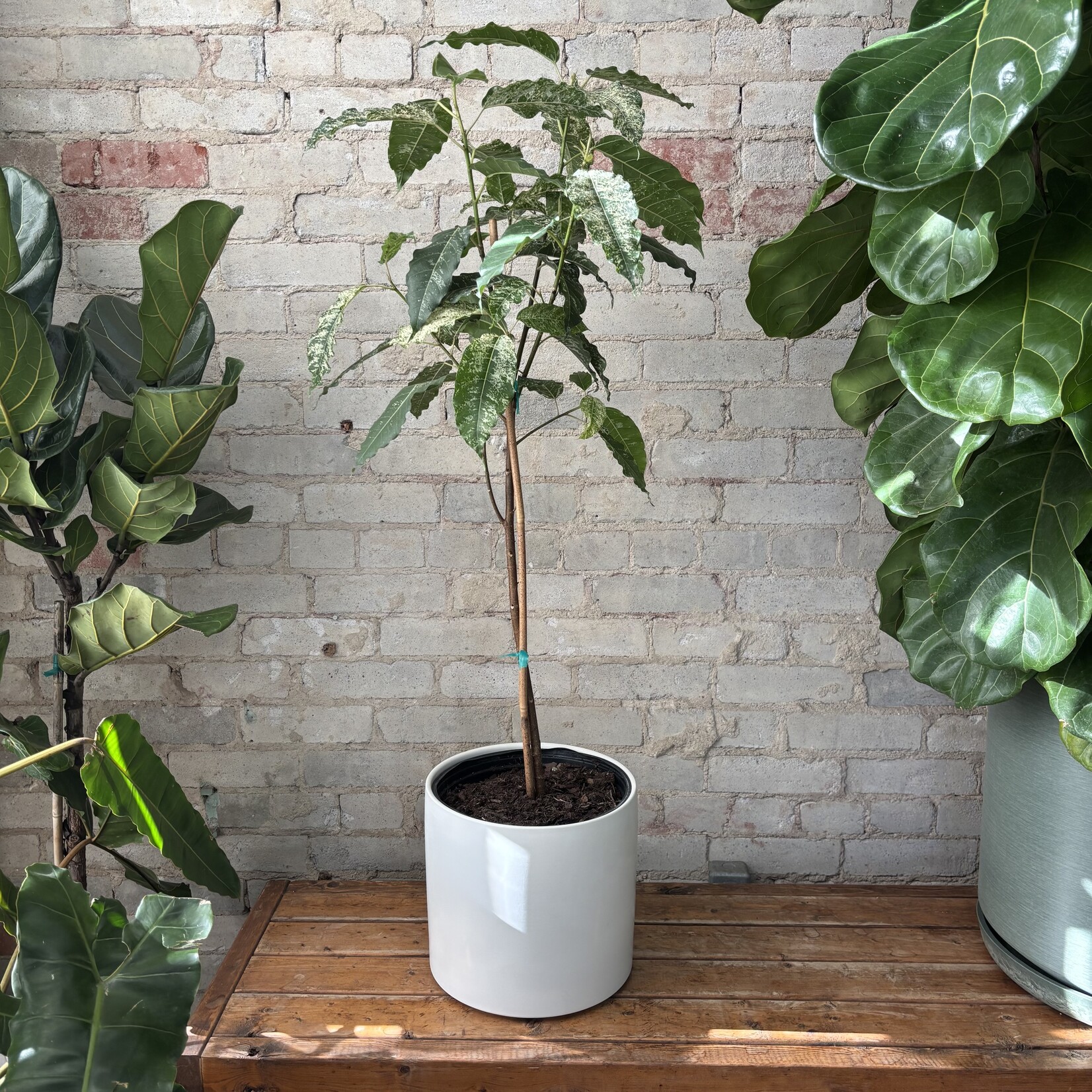 Ficus Aspera 'Clown Fig' Standard 10"