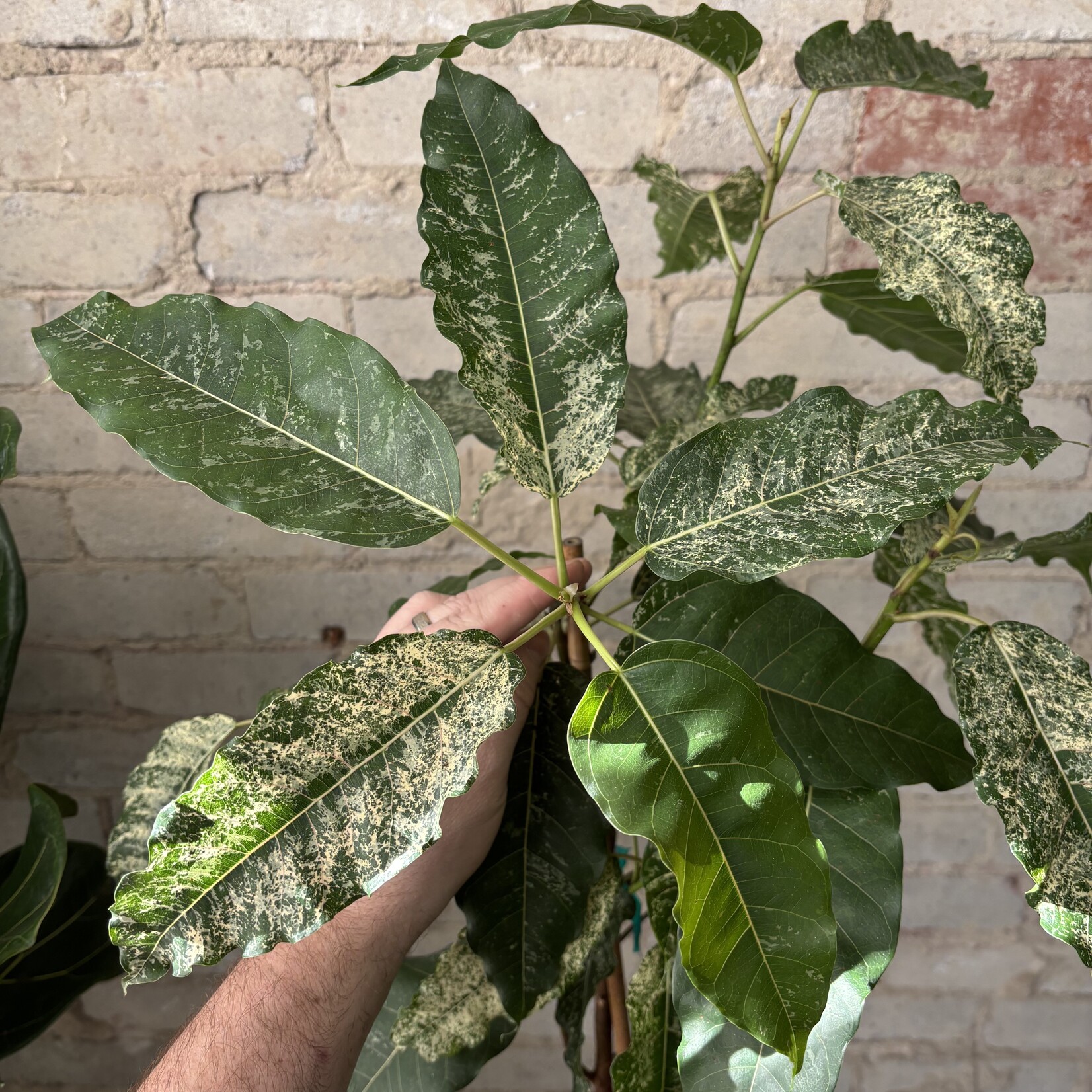 Ficus Aspera 'Clown Fig' Standard 10"