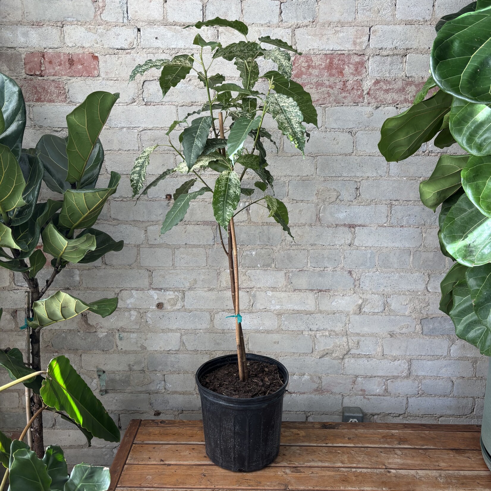 Ficus Aspera 'Clown Fig' Standard 10"