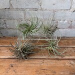 Airplants: Assorted Large