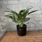Aglaonema Silverado 6"