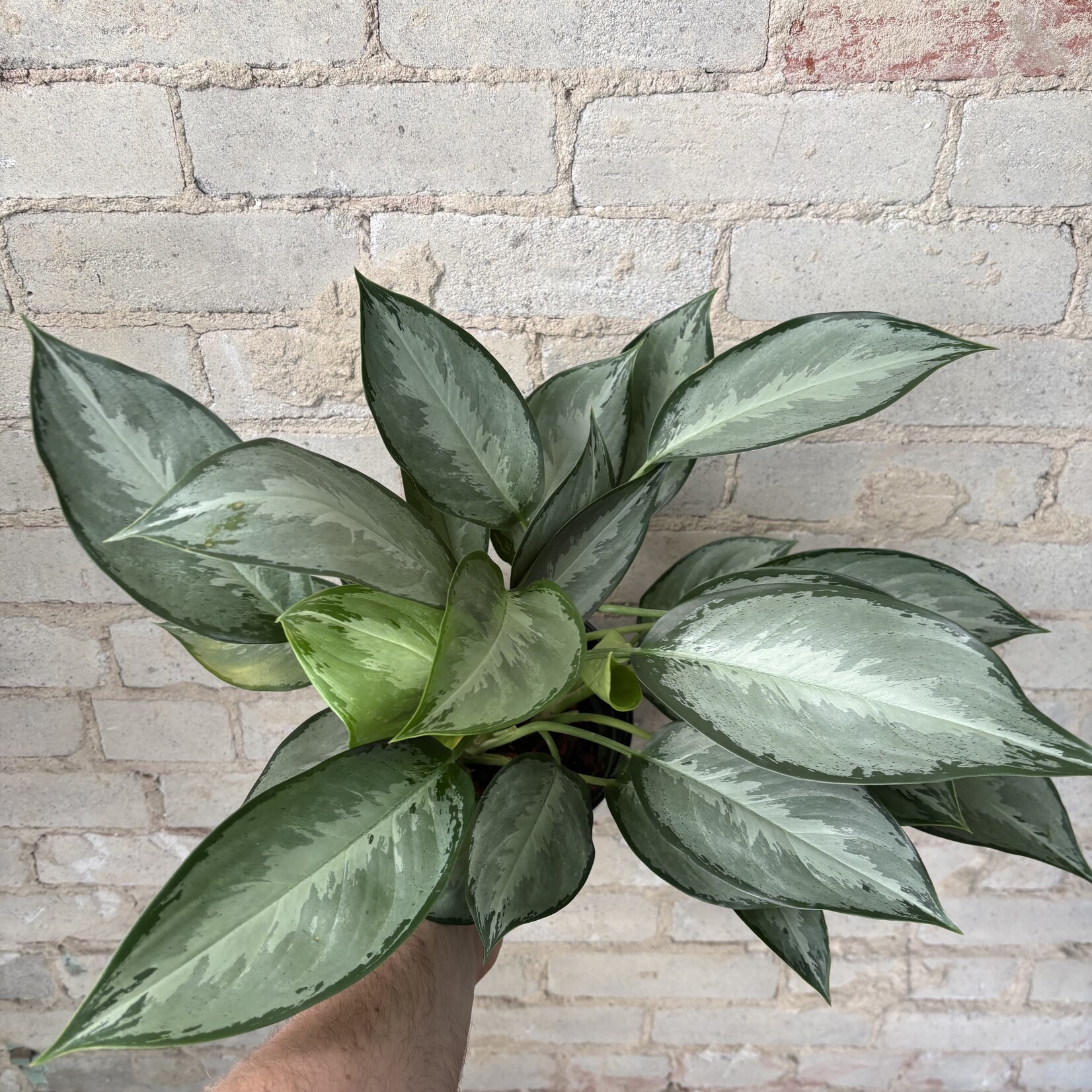Aglaonema Silverado 6"