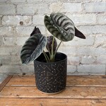 Alocasia  Red Cuprea 6"