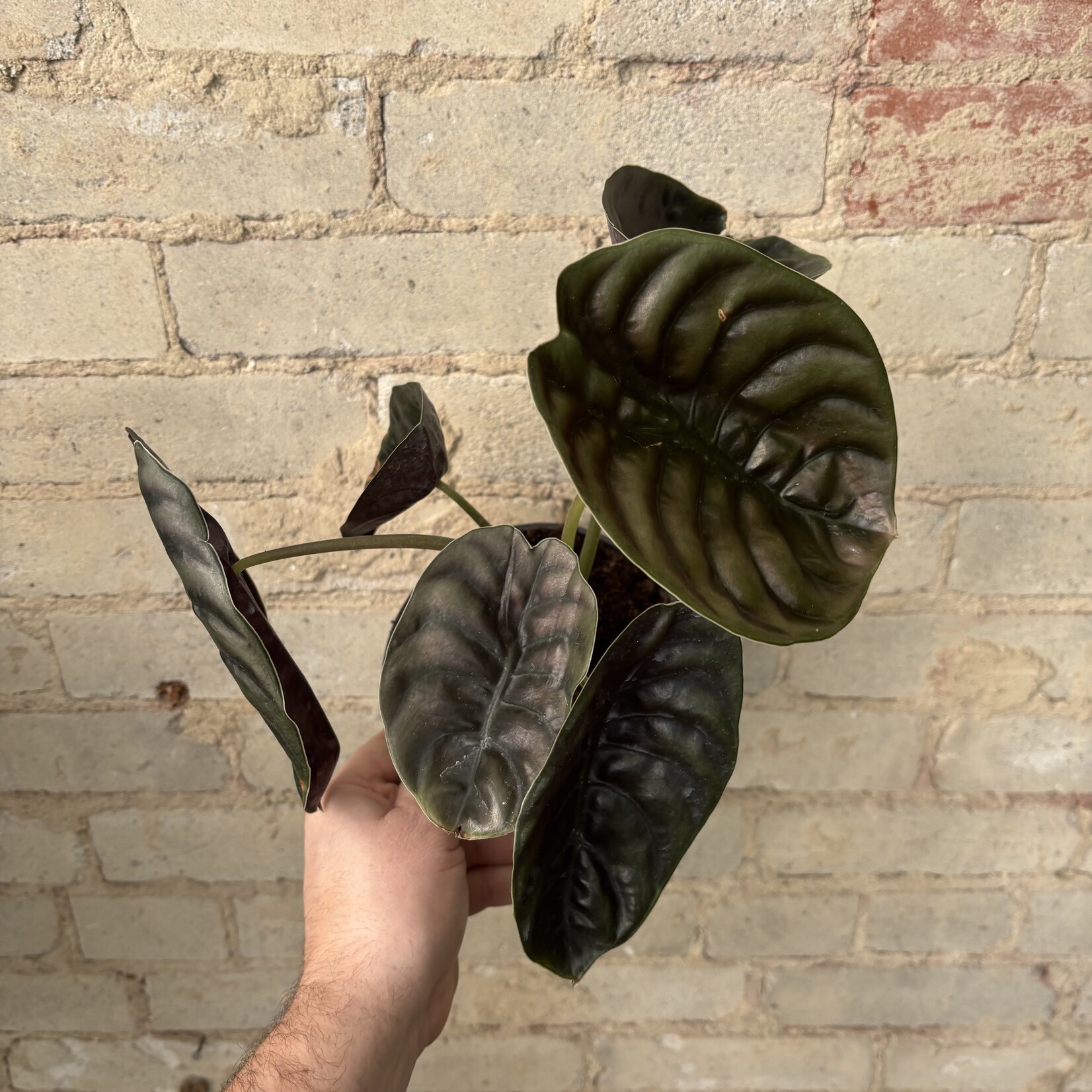 Alocasia  Red Cuprea 6"