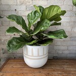 Ficus Lyrata Bush 10"