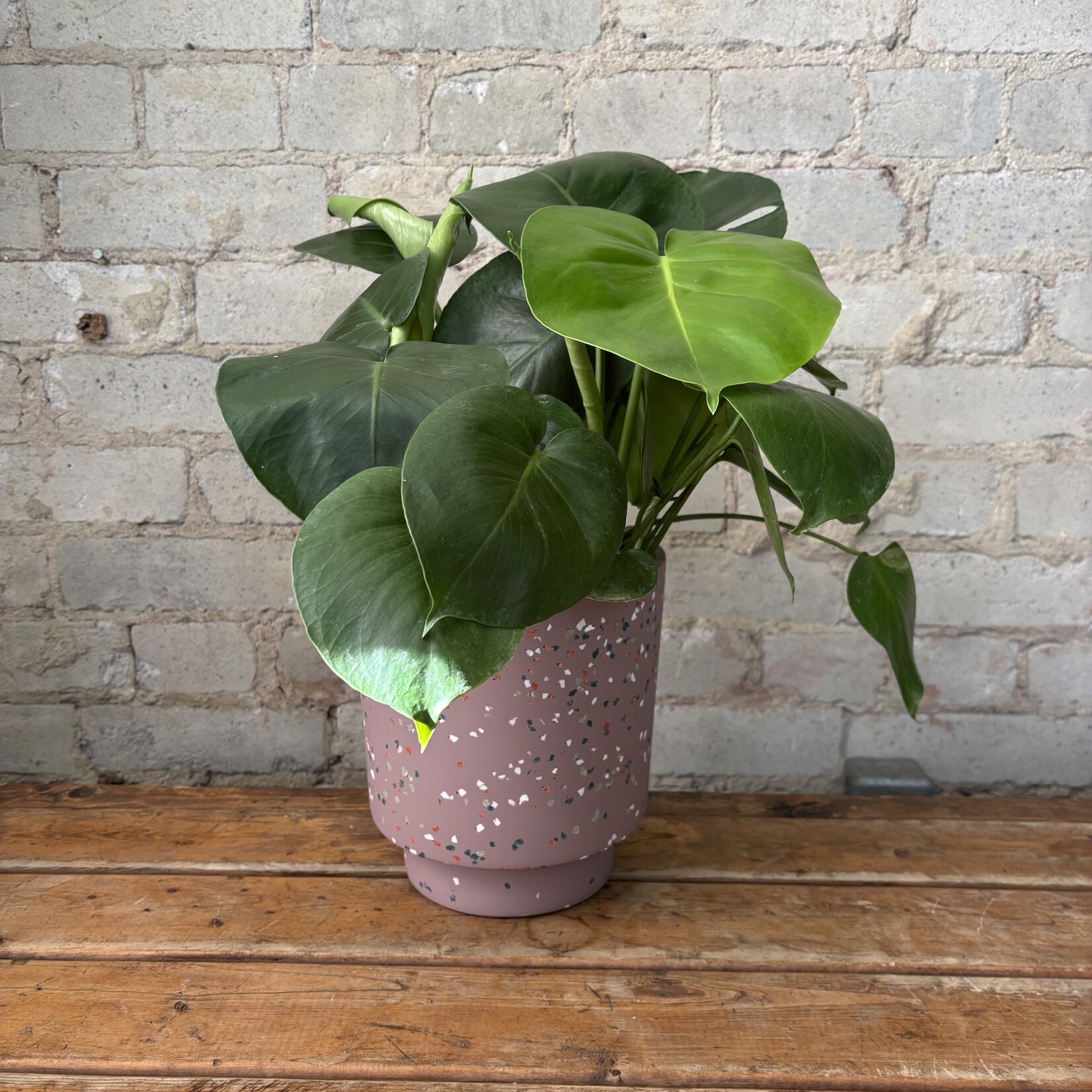 Monstera Deliciosa 6"