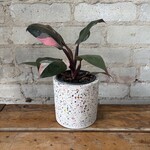 Philodendron Pink Princess 4"