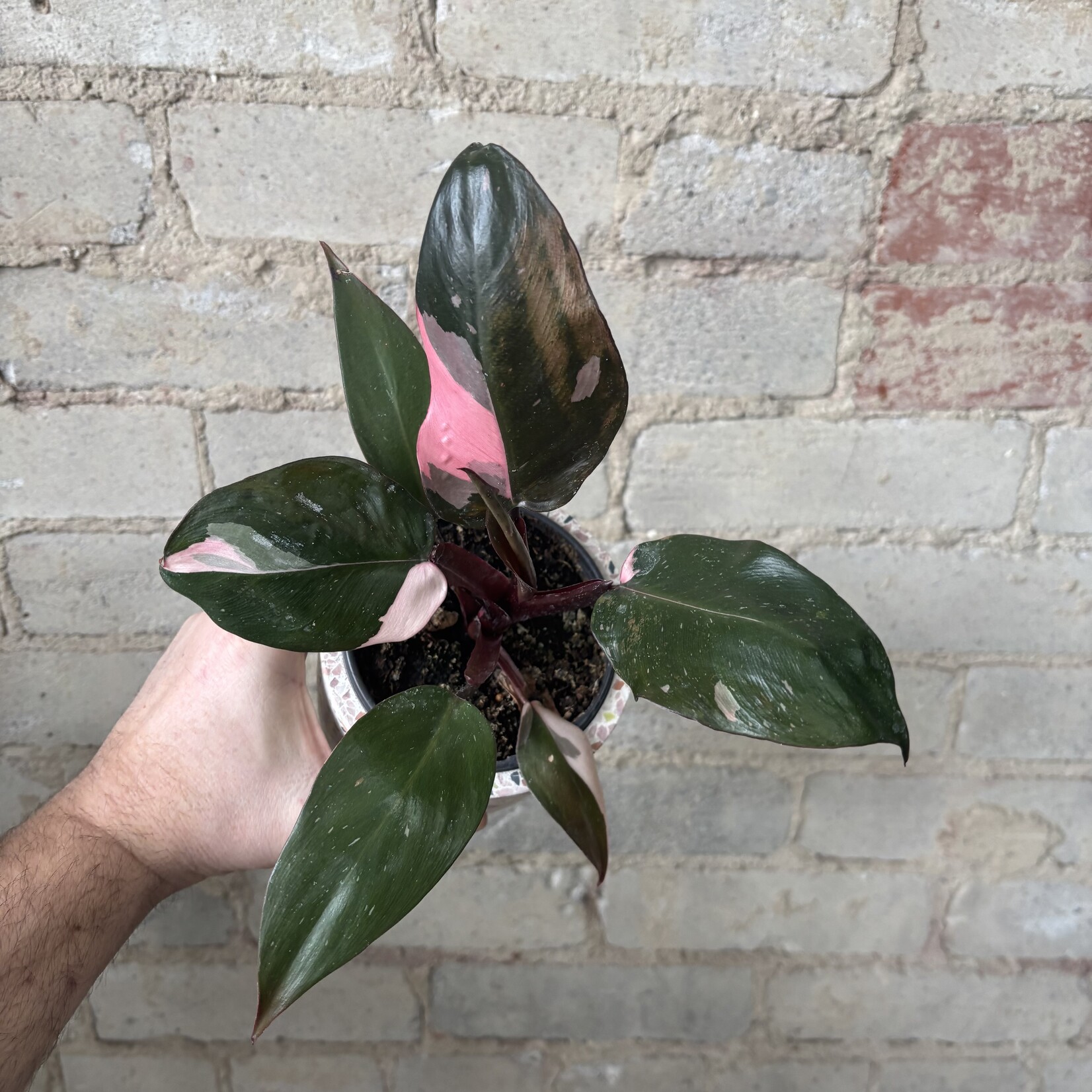 Philodendron Pink Princess 4"