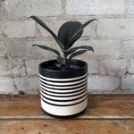 Ficus Elastica Burgundy 4"