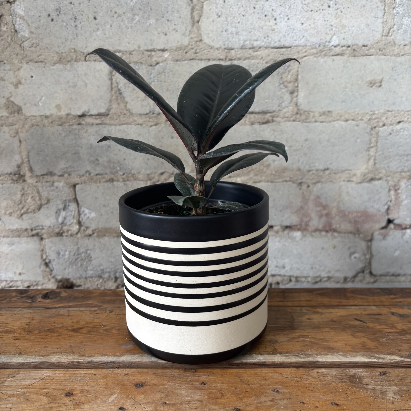 Ficus Elastica Burgundy 4"