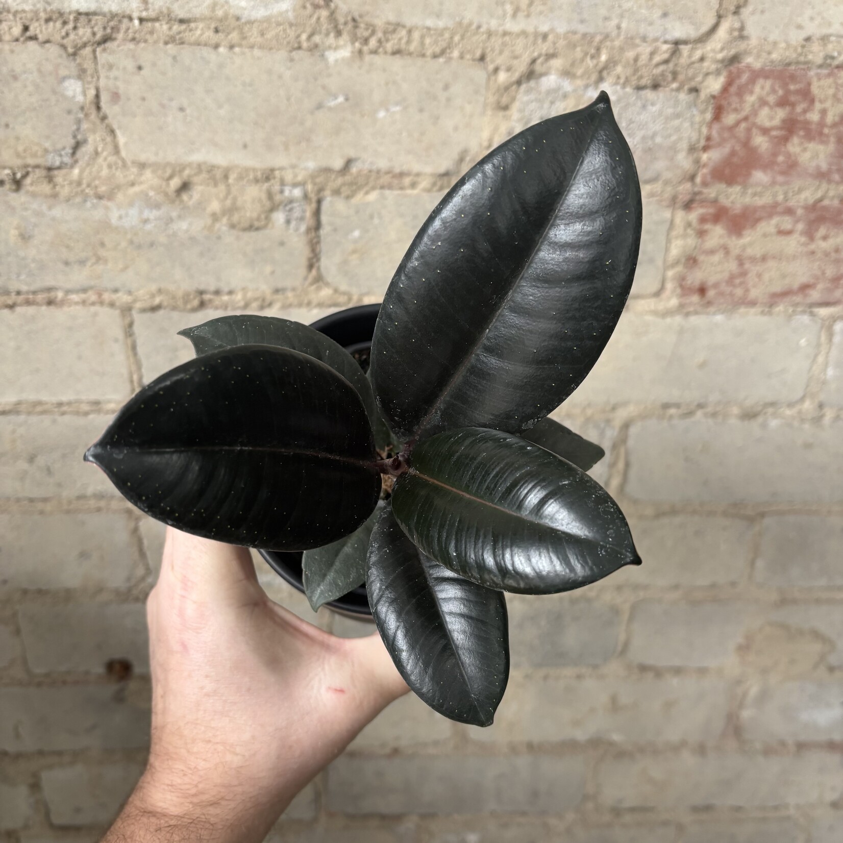 Ficus Elastica Burgundy 4"