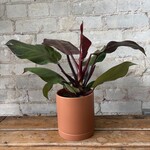 Philodendron McColley's Finale 4"