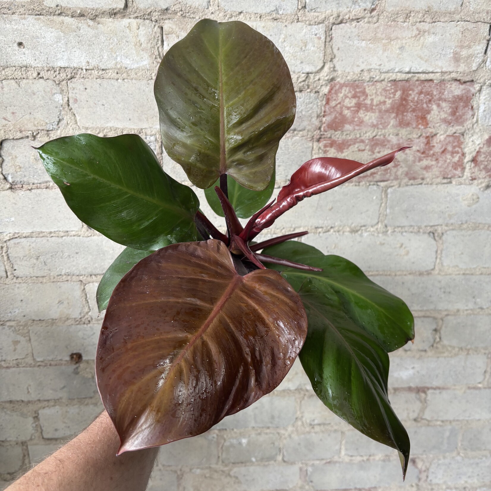 Philodendron McColley's Finale 4"