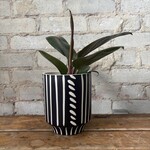 Philodendron Red Congo 4"