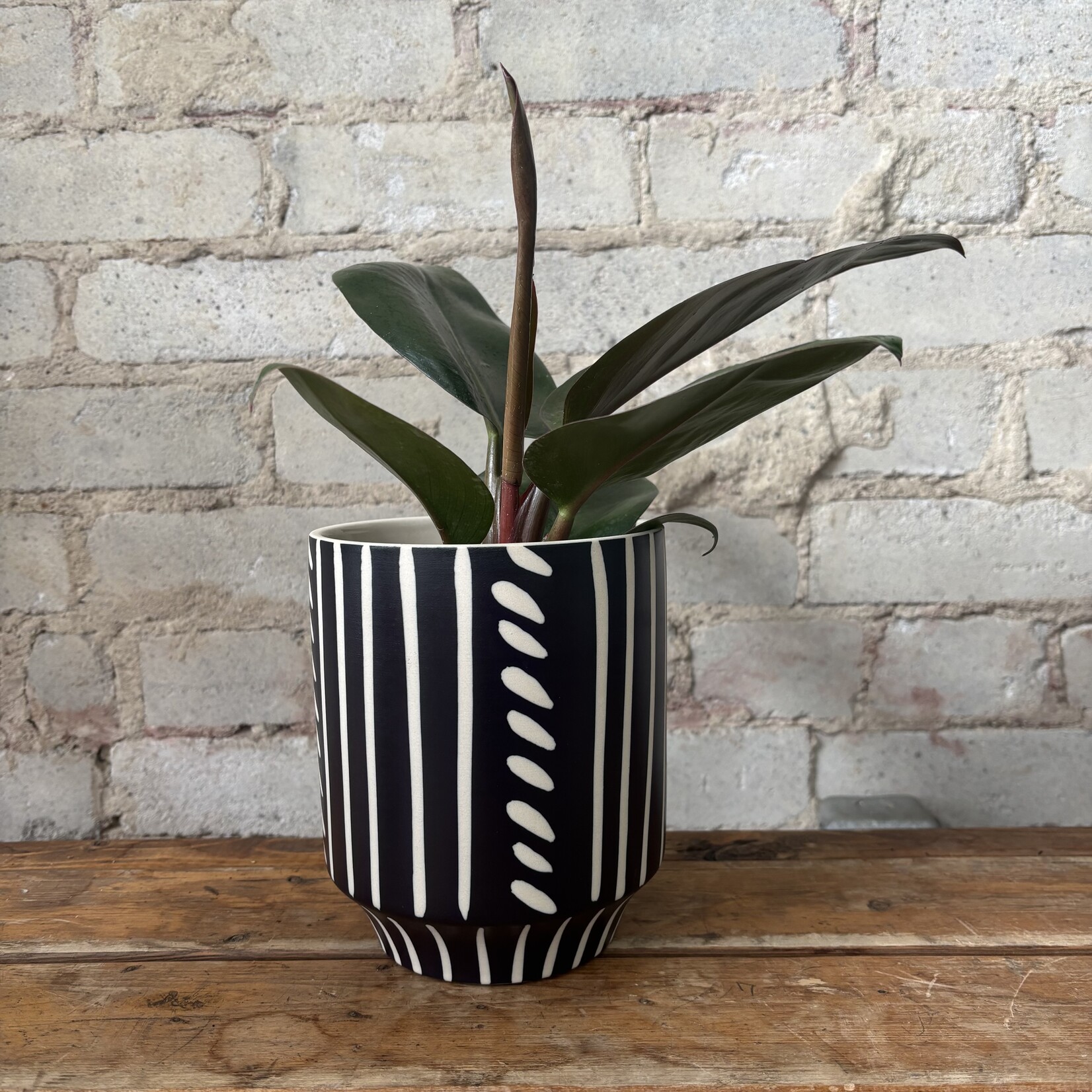 Philodendron Red Congo 4"