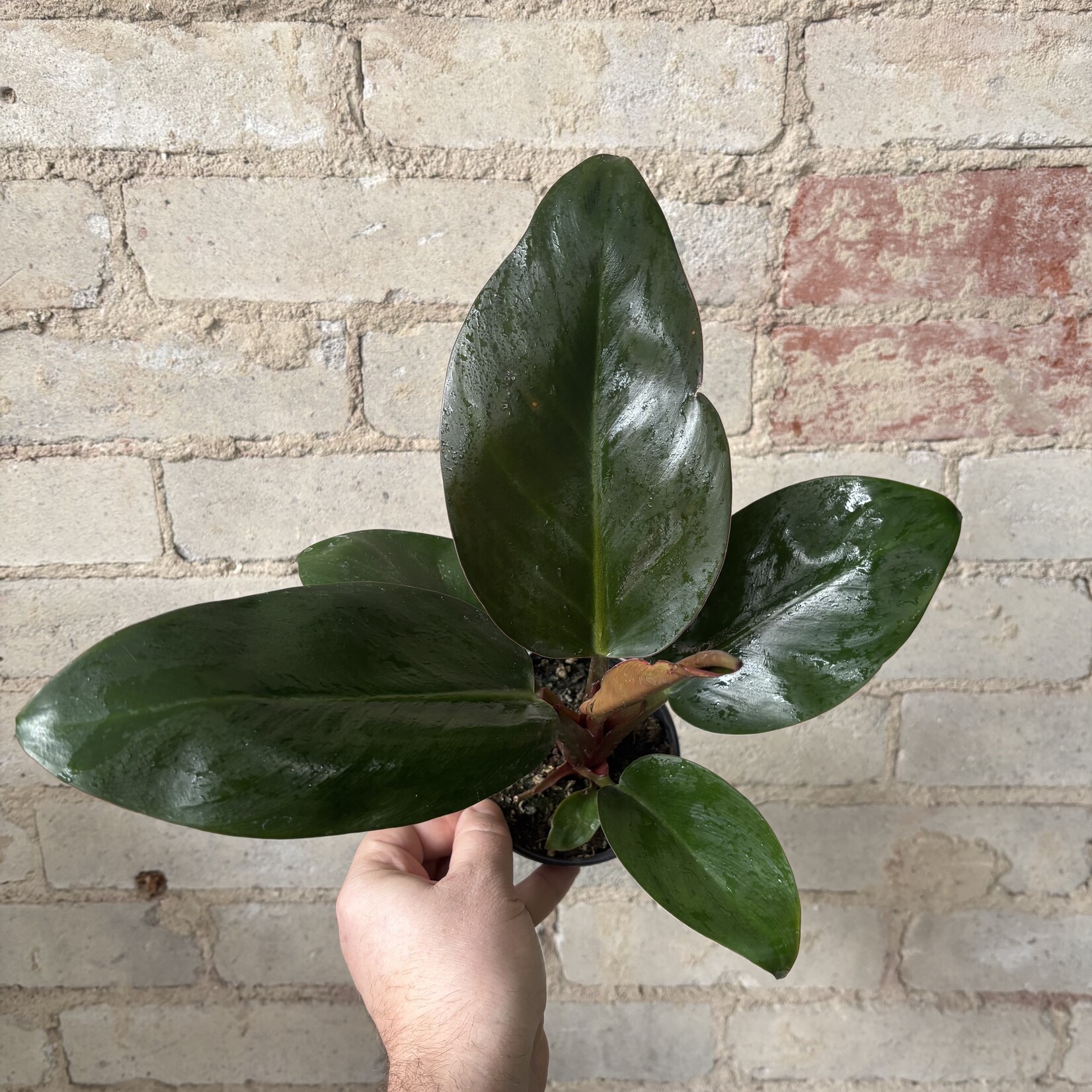Philodendron Red Congo 4"