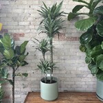 Dracaena Warneckii Jumbo 10"