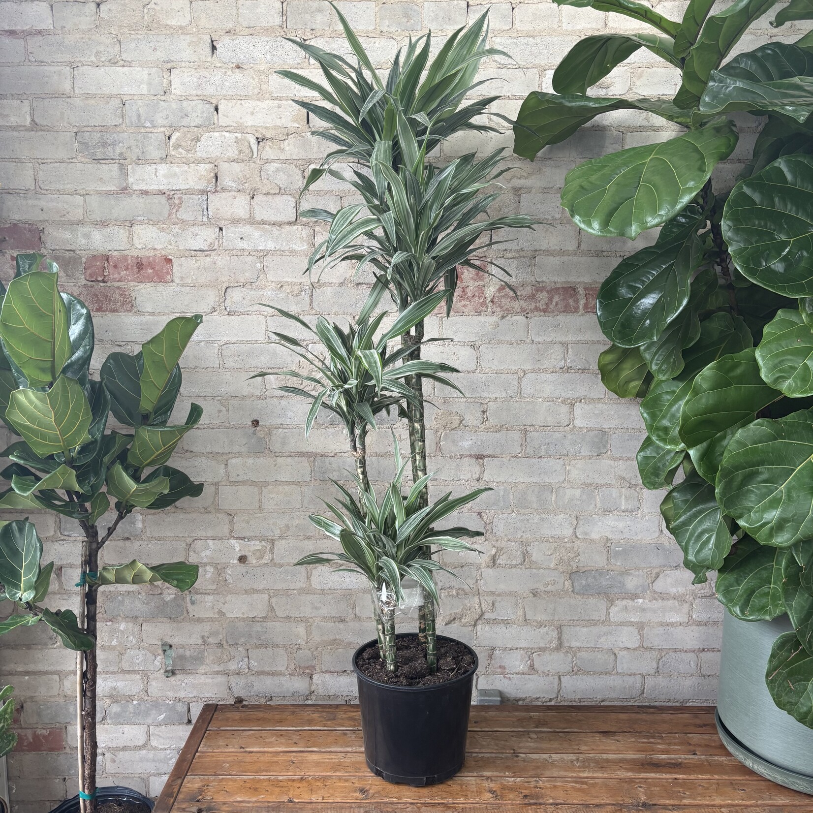 Dracaena Warneckii Jumbo 10"
