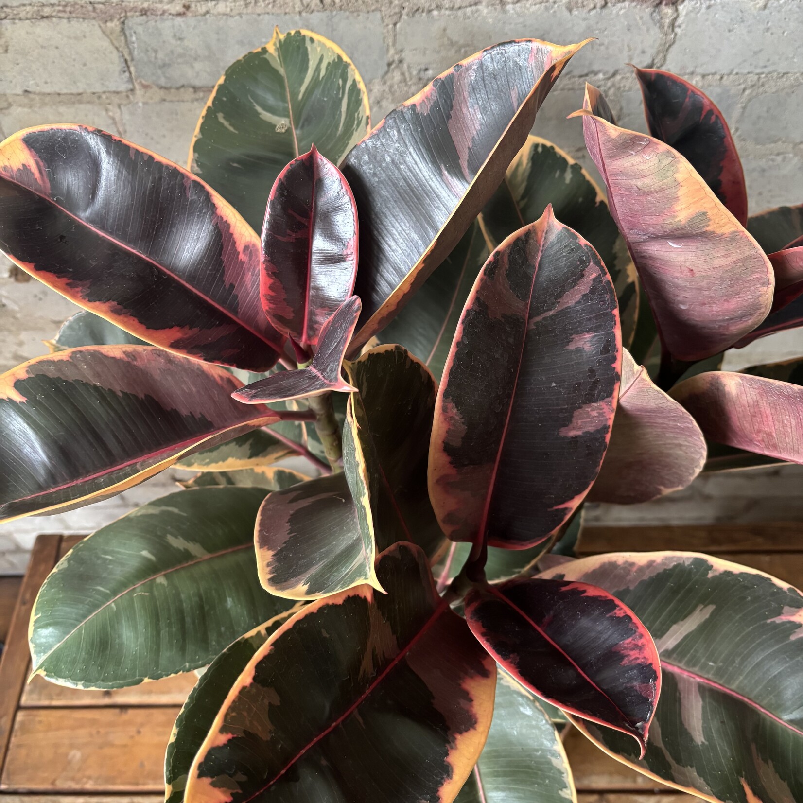 Ficus Elastica Ruby Red 10”