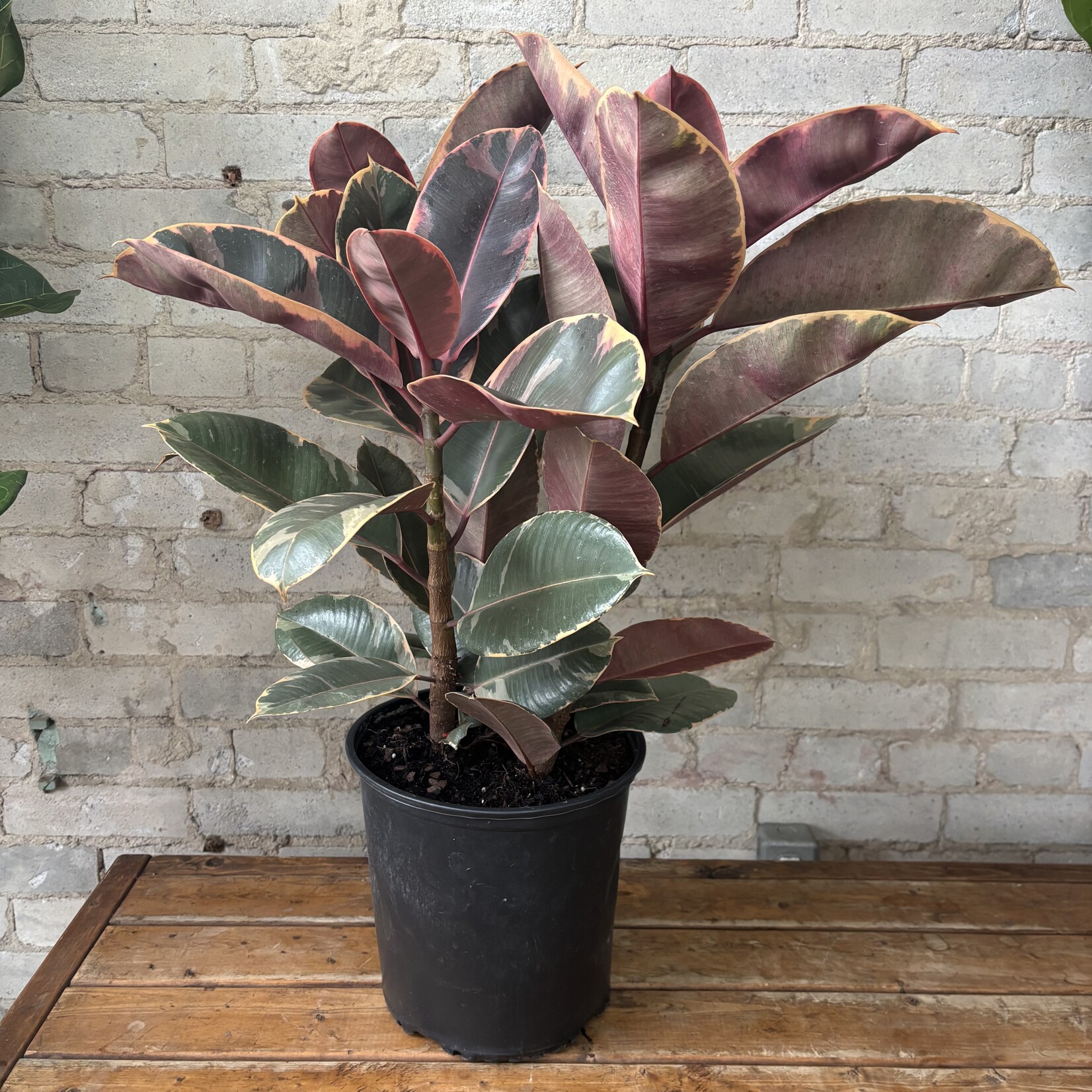 Ficus Elastica Ruby Red 10”