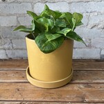 Global Green Pothos 6"