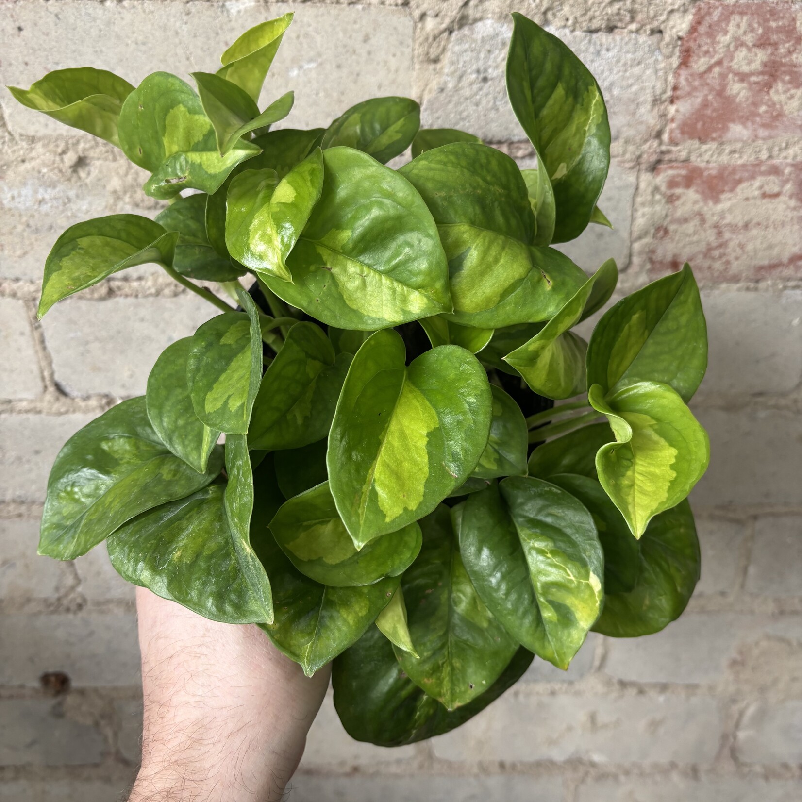 Global Green Pothos 6"