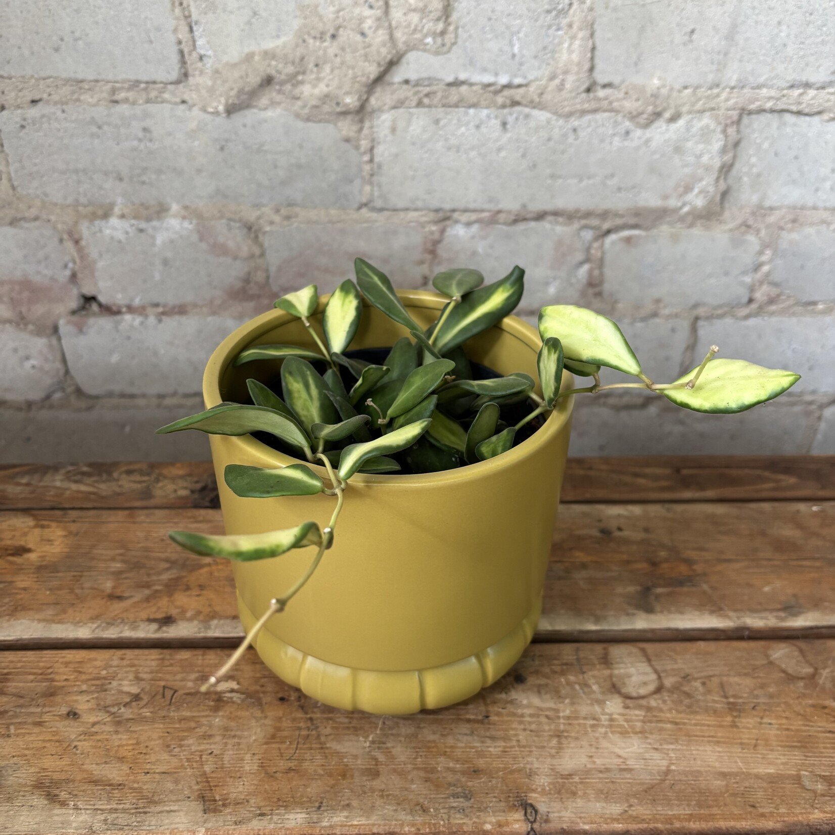 5" Hoya DS-70 (variegated burtonii) 5"