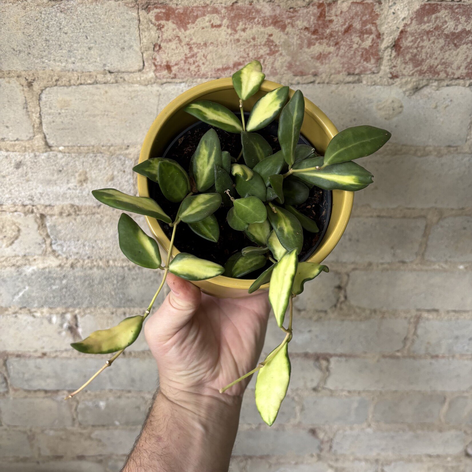 5" Hoya DS-70 (variegated burtonii) 5"