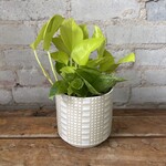 Pothos 'Sao Paulo' 4"