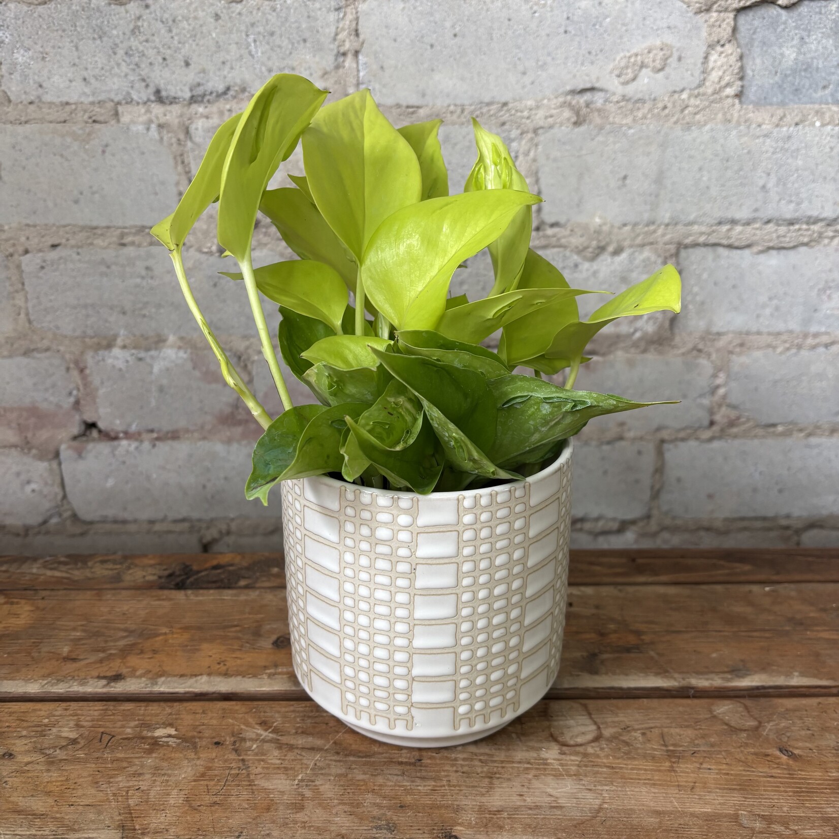 Pothos 'Sao Paulo' 4"