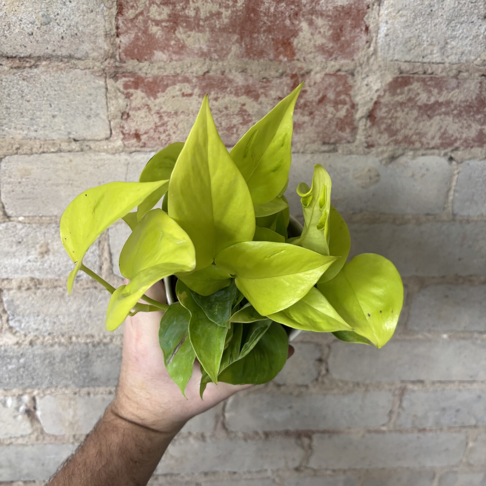 Pothos 'Sao Paulo' 4"