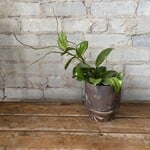 Hoya Quinquenervia 5"