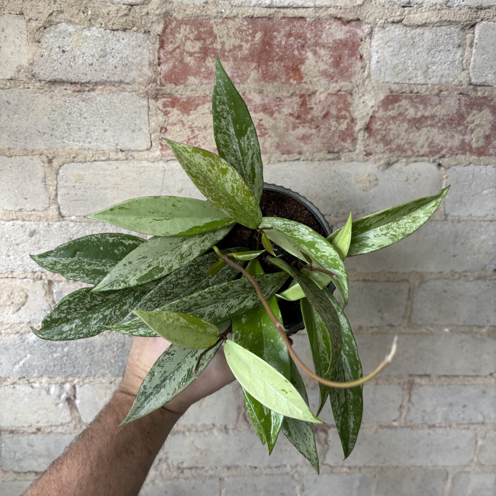 Hoya Pubicalyx Splash 5"