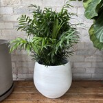 Parlour Palm - Neanthe Bella 8”