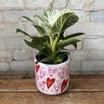 Philodendron Birkin 5"