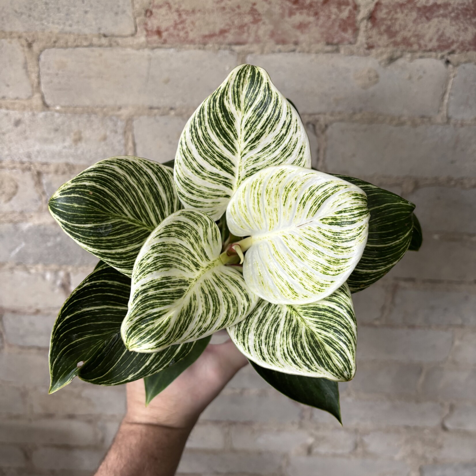 Philodendron Birkin 5"