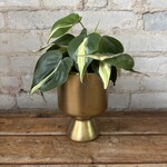 Deville Gold (fits 4")