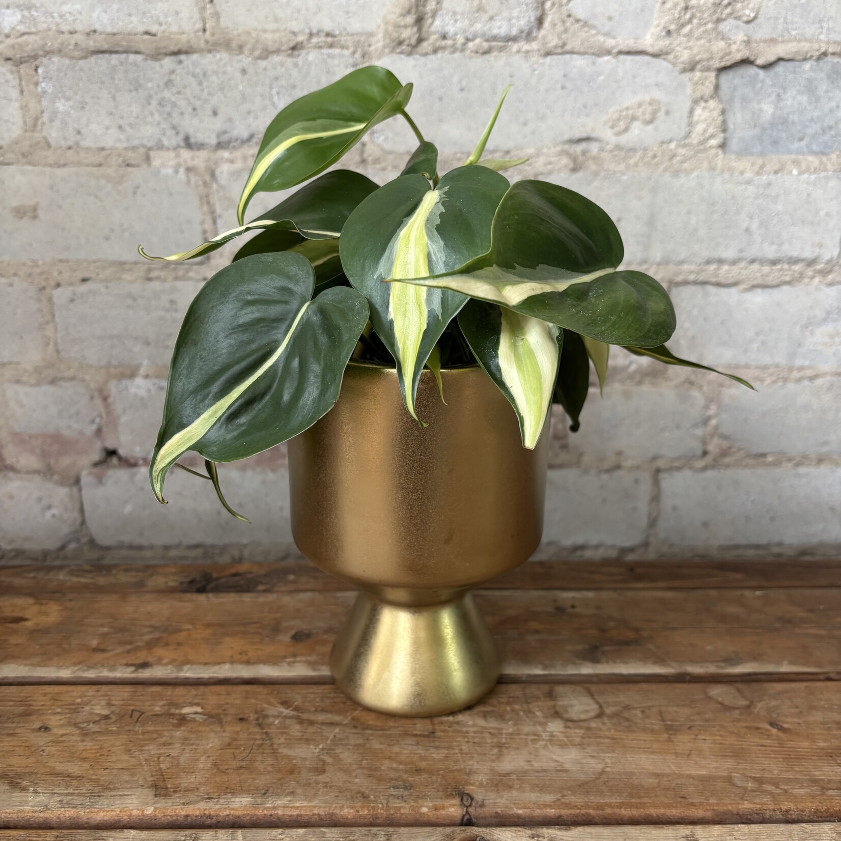 Deville Gold (fits 4")