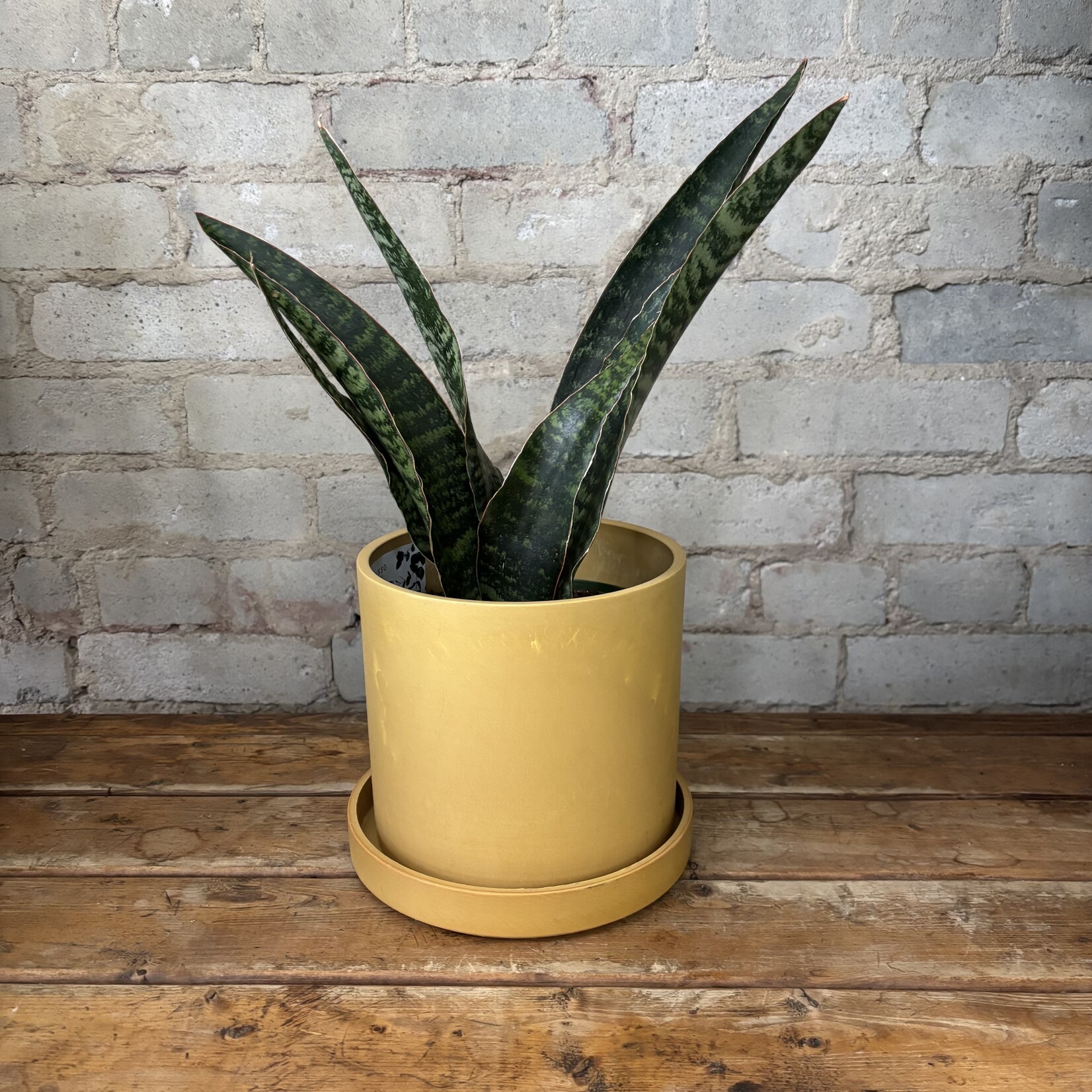 Sansevieria Jaboa 6"