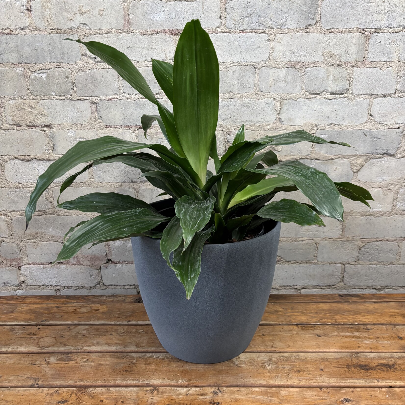 Dracaena Janet Craig Bush 8"