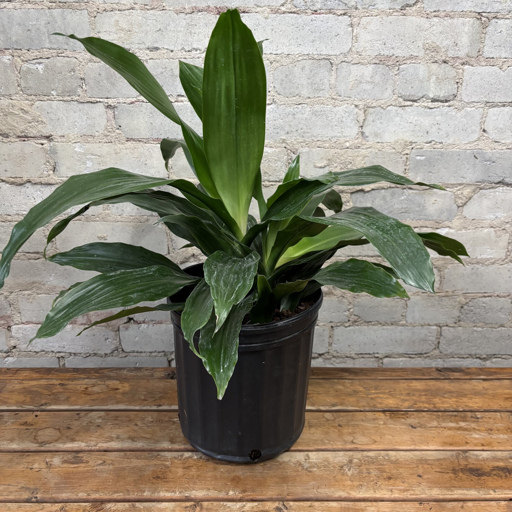 Dracaena Janet Craig Bush 8"