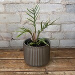 Philodendron Tortum 4"